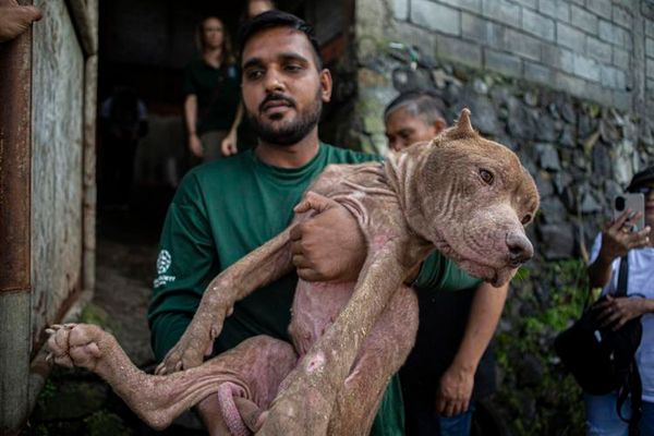 ข่าวดีสำหรับคนรักสัตว์ – ตลาดค้าสัตว์ในอินโดนีเซียยุติการค้าเนื้อสุนัขและแมวสุดโหด!