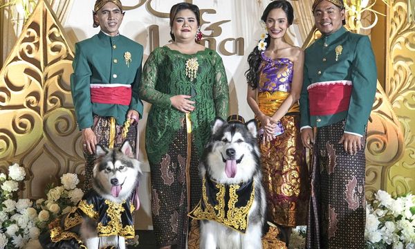 Fur-Ever After: ชาวอินโดนีเซียเผชิญกับฟันเฟืองเกี่ยวกับ 'งานแต่งงาน' ของสุนัขฟุ่มเฟือย